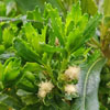 Baccharis patagonica